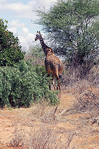 Kenia (283)